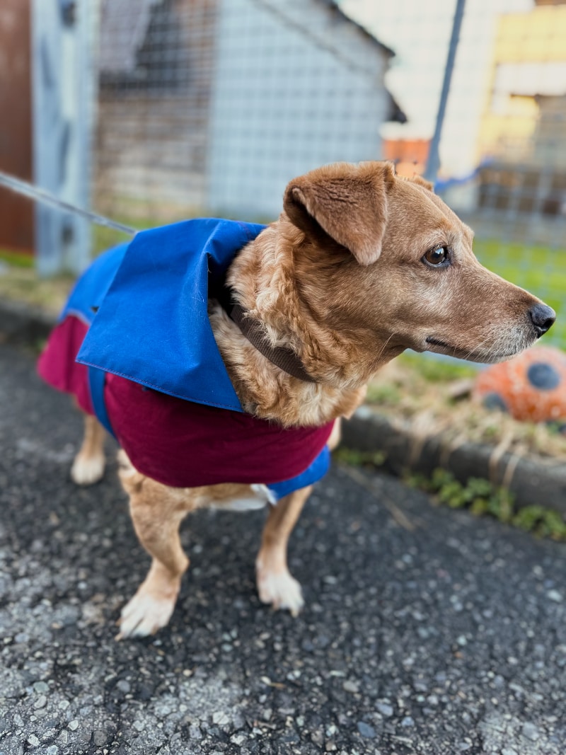 Hund mit Regenmantel